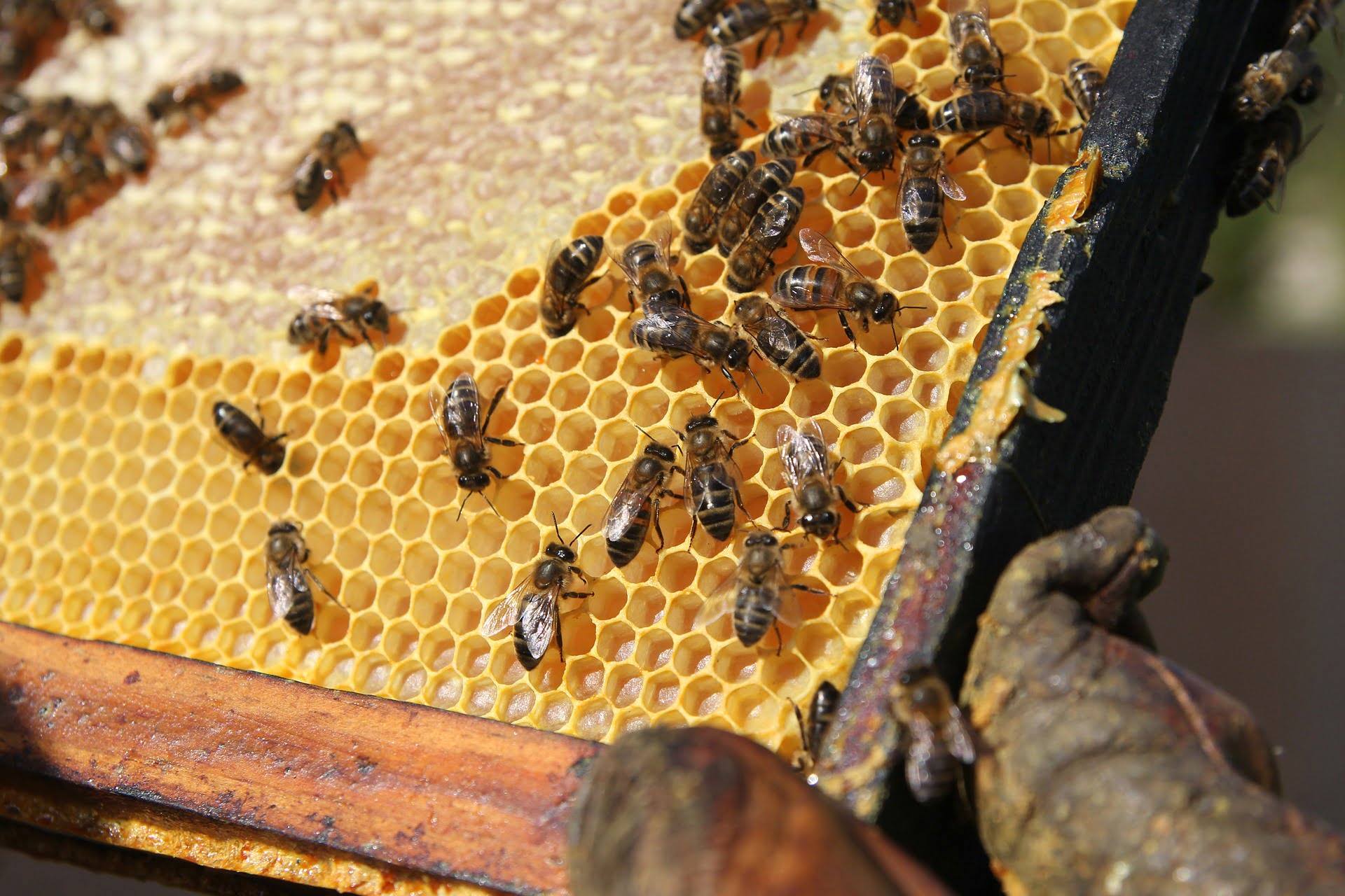 propolis